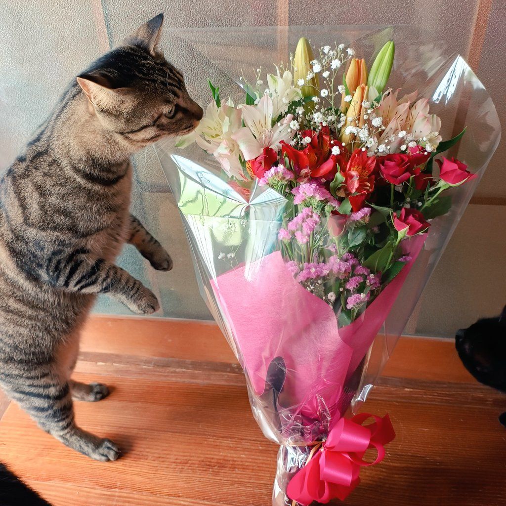 -7q916v2960044065604306539